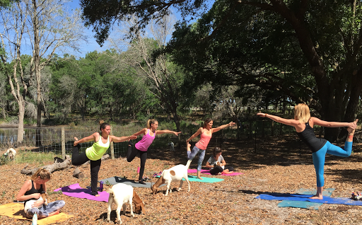 Grady Goat Yoga AMpa Bay
