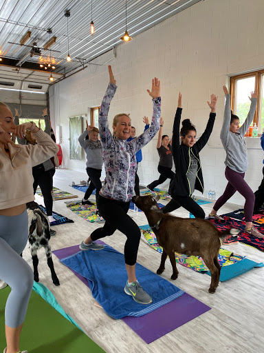 Goat Yoga Chicago - Elgin  Illinois