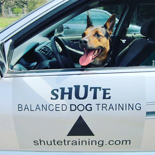 Shute Balanced Dog Training