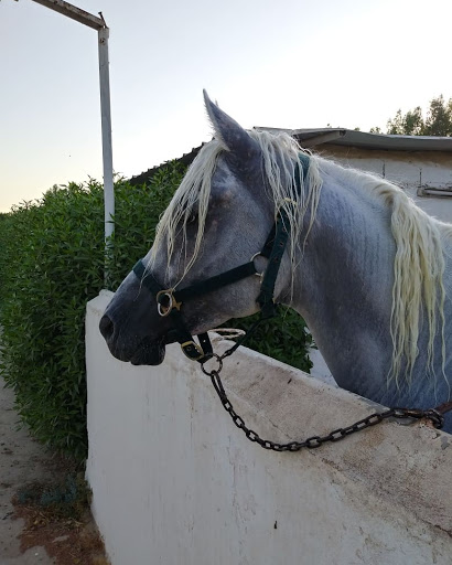 ALAGIL Equestrian Club