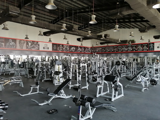 Muscle and fitness